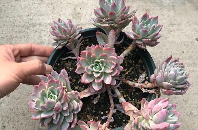 多肉丝绸面纱跟紫罗兰女王-值得所有人养和只配少数人养的品种