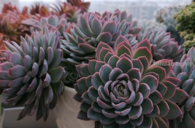 多肉丝绸面纱跟紫罗兰女王-值得所有人养和只配少数人养的品种