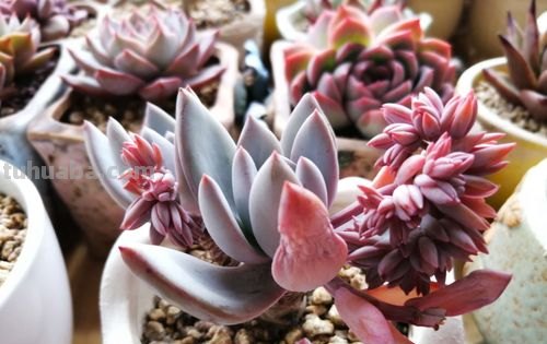 多肉丝绸面纱跟紫罗兰女王-值得所有人养和只配少数人养的品种