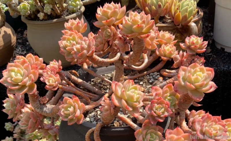 多肉丝绸面纱跟紫罗兰女王-值得所有人养和只配少数人养的品种 多肉丝绸面纱跟紫罗兰女王-值得所有人养和只配少数人养的品种