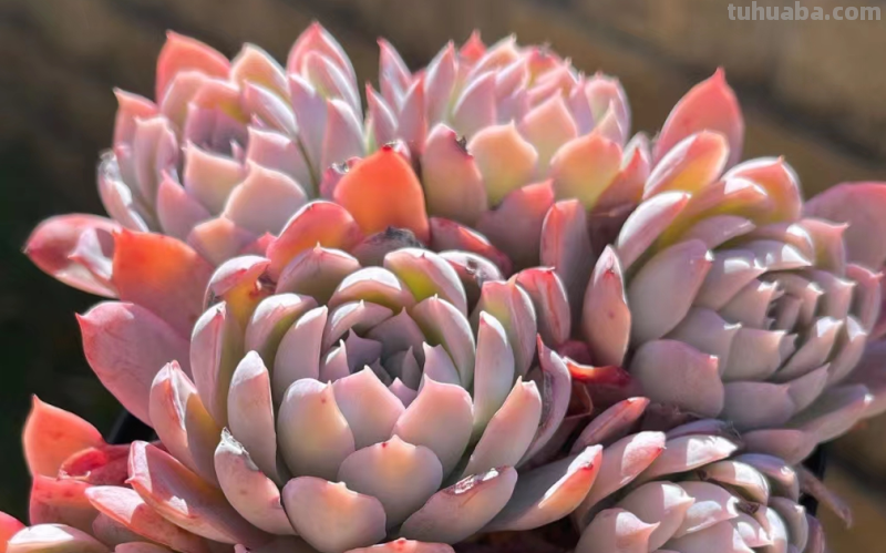 多肉丝绸面纱跟紫罗兰女王-值得所有人养和只配少数人养的品种 多肉丝绸面纱跟紫罗兰女王-值得所有人养和只配少数人养的品种