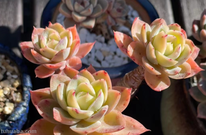 多肉丝绸面纱跟紫罗兰女王-值得所有人养和只配少数人养的品种 多肉丝绸面纱跟紫罗兰女王-值得所有人养和只配少数人养的品种