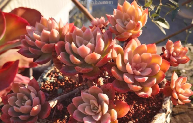 多肉丝绸面纱跟紫罗兰女王-值得所有人养和只配少数人养的品种 多肉丝绸面纱跟紫罗兰女王-值得所有人养和只配少数人养的品种