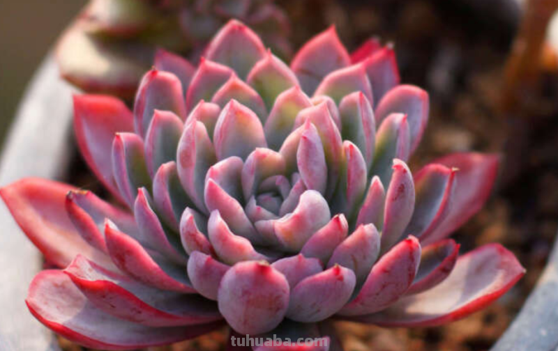 多肉丝绸面纱跟紫罗兰女王-值得所有人养和只配少数人养的品种 多肉丝绸面纱跟紫罗兰女王-值得所有人养和只配少数人养的品种