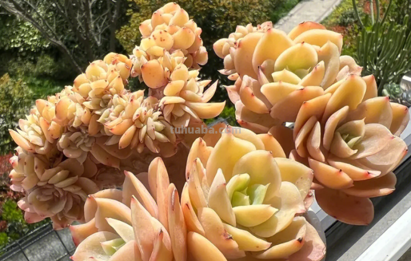 多肉丝绸面纱跟紫罗兰女王-值得所有人养和只配少数人养的品种 多肉丝绸面纱跟紫罗兰女王-值得所有人养和只配少数人养的品种