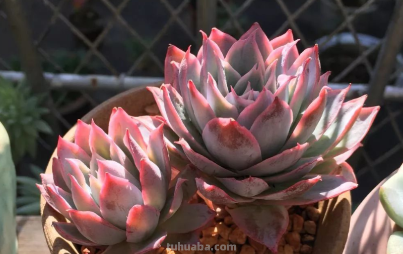 多肉丝绸面纱跟紫罗兰女王-值得所有人养和只配少数人养的品种 多肉丝绸面纱跟紫罗兰女王-值得所有人养和只配少数人养的品种