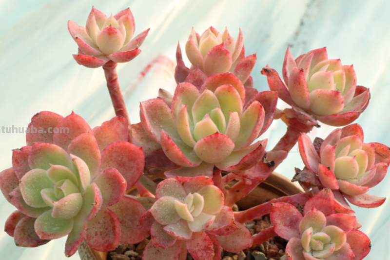 多肉丝绸面纱跟紫罗兰女王-值得所有人养和只配少数人养的品种 多肉丝绸面纱跟紫罗兰女王-值得所有人养和只配少数人养的品种