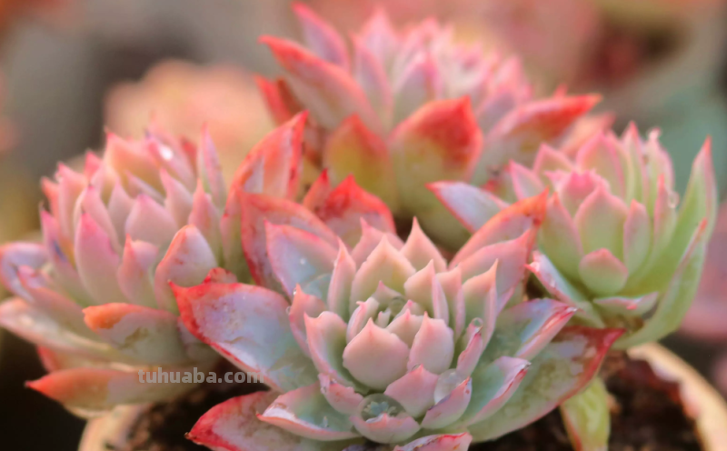 多肉丝绸面纱跟紫罗兰女王-值得所有人养和只配少数人养的品种 多肉丝绸面纱跟紫罗兰女王-值得所有人养和只配少数人养的品种