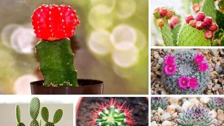 养殖仙人掌做好这5点,颜值高得不得了,年年开花是常态