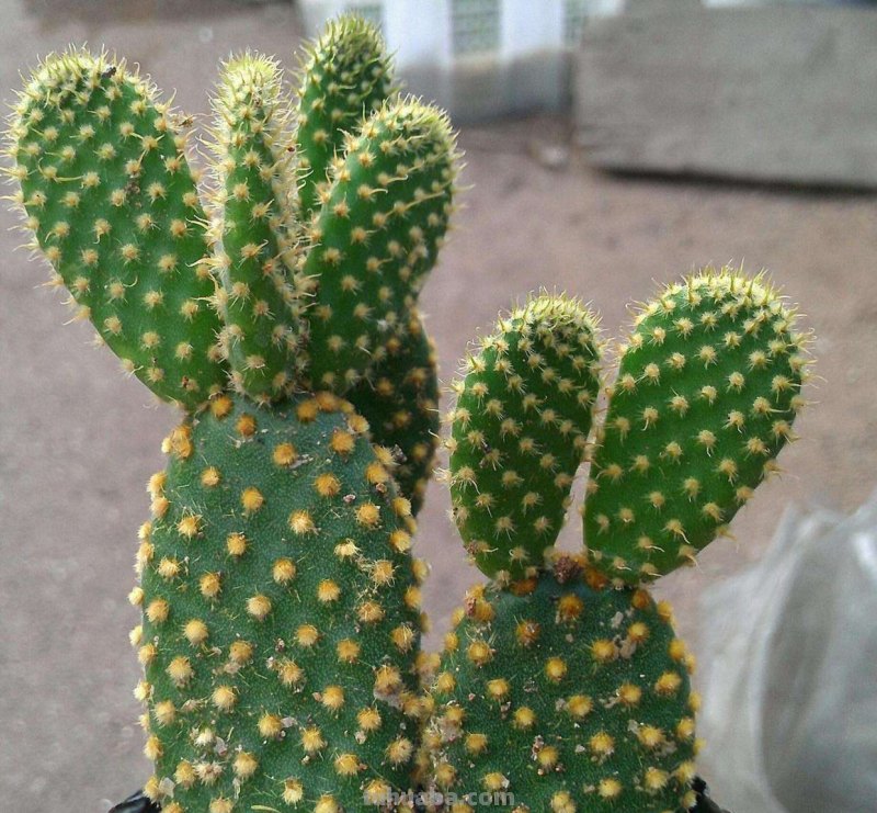 养殖仙人掌做好这5点，颜值高得不得了，年年开花是常态