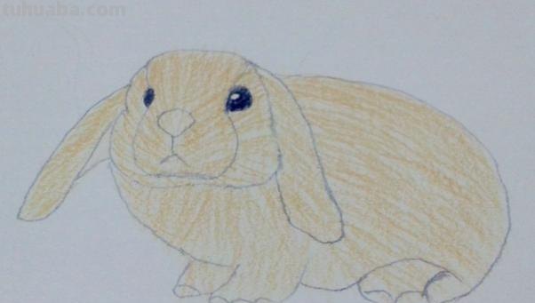 用彩铅画简易兔子怎么画 一年级铅笔画简单又好看小兔？