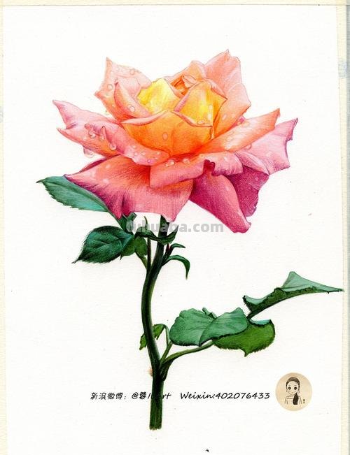 水汪汪的彩铅画怎么画 水溶性彩铅怎样作画？