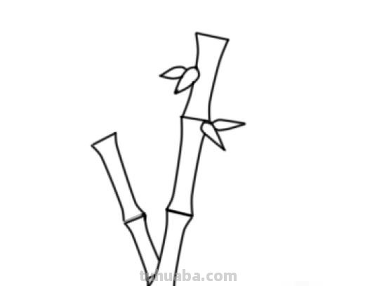 竹子的简笔画怎么画 竹子简笔画怎么画竹子？