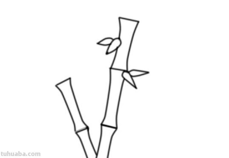 竹子的简笔画怎么画 竹子简笔画怎么画竹子？