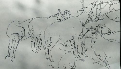 速写羊照片 一年级画的绵羊?