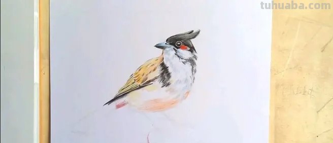 彩铅画鸟在树上怎么画 三年级画火焰鸟简单又漂亮？