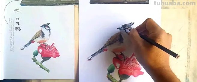彩铅画鸟在树上怎么画 三年级画火焰鸟简单又漂亮？