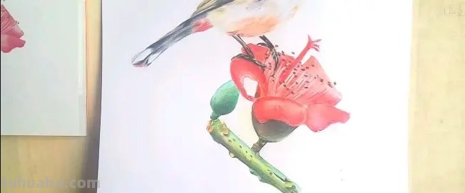 彩铅画鸟在树上怎么画 三年级画火焰鸟简单又漂亮？