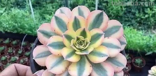 想换口味养点大型多肉？推荐11个品种，除了长得大，有些还超皮实