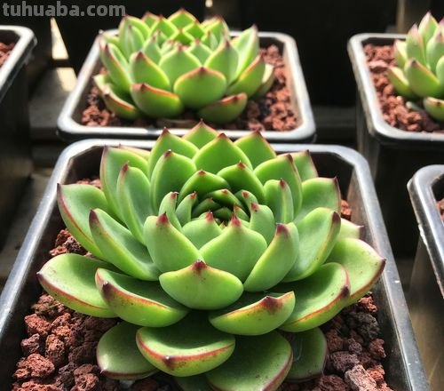想换口味养点大型多肉？推荐11个品种，除了长得大，有些还超皮实