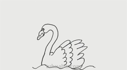 画天鹅怎么画简笔画 如何画天鹅好看?