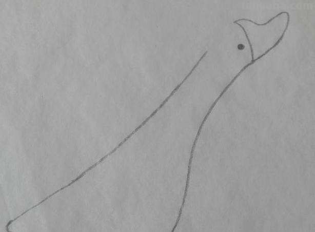 画天鹅怎么画简笔画 如何画天鹅好看？