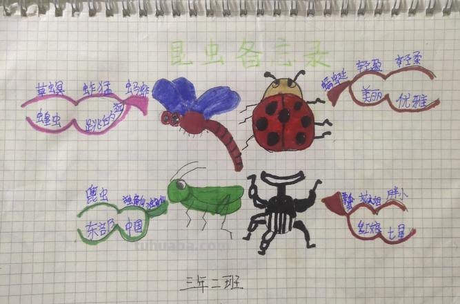 昆虫观察思维导图怎么画 三年级昆虫观察记录卡?