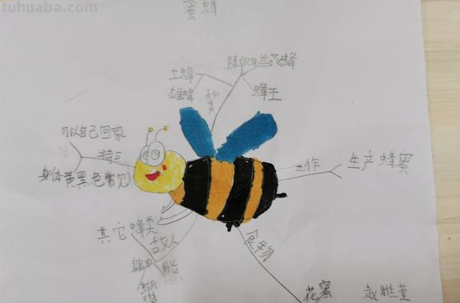 昆虫观察思维导图怎么画 三年级昆虫观察记录卡?