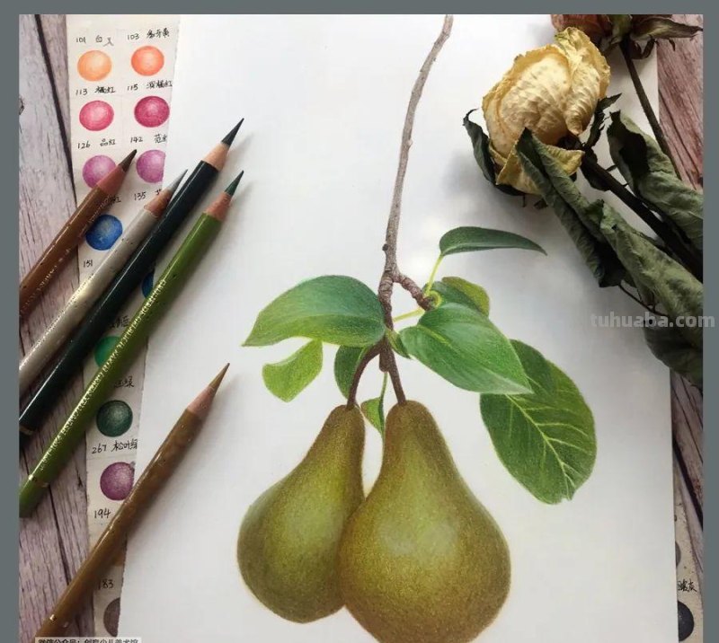 绘画参考素材｜彩铅这样画，对细节的塑造能力大有帮助