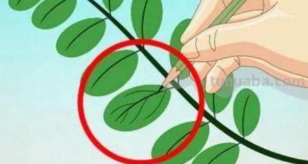 怎么画树叶的简笔画 简笔画枫叶的画法？