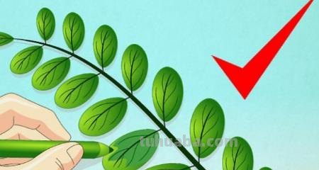 怎么画树叶的简笔画 简笔画枫叶的画法？