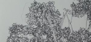 静物速写树 素描时怎样画树的叶子？