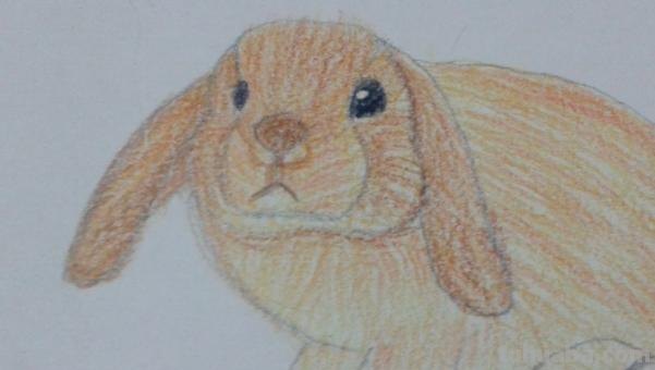 用彩铅画迪士尼动物怎么画 彩铅手绘兔子教程？