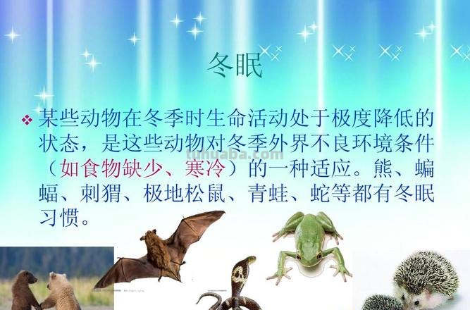 动物们怎么冬眠思维导图 动物们是怎么冬眠的呢?