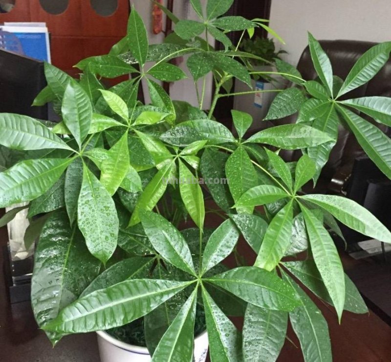 发财树这样养，叶片绿的发光、嫩叶不停冒、长的旺，要发财了