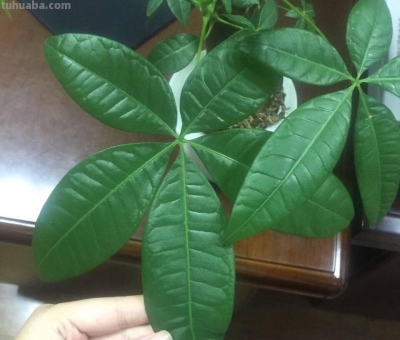 发财树这样养，叶片绿的发光、嫩叶不停冒、长的旺，要发财了