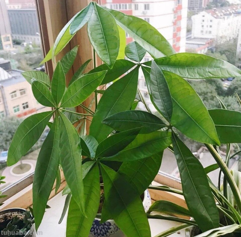发财树这样养，叶片绿的发光、嫩叶不停冒、长的旺，要发财了