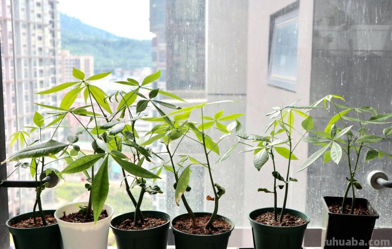 发财树这样养，叶片绿的发光、嫩叶不停冒、长的旺，要发财了