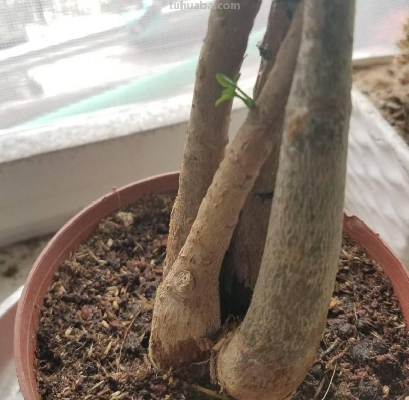 发财树这样养，叶片绿的发光、嫩叶不停冒、长的旺，要发财了