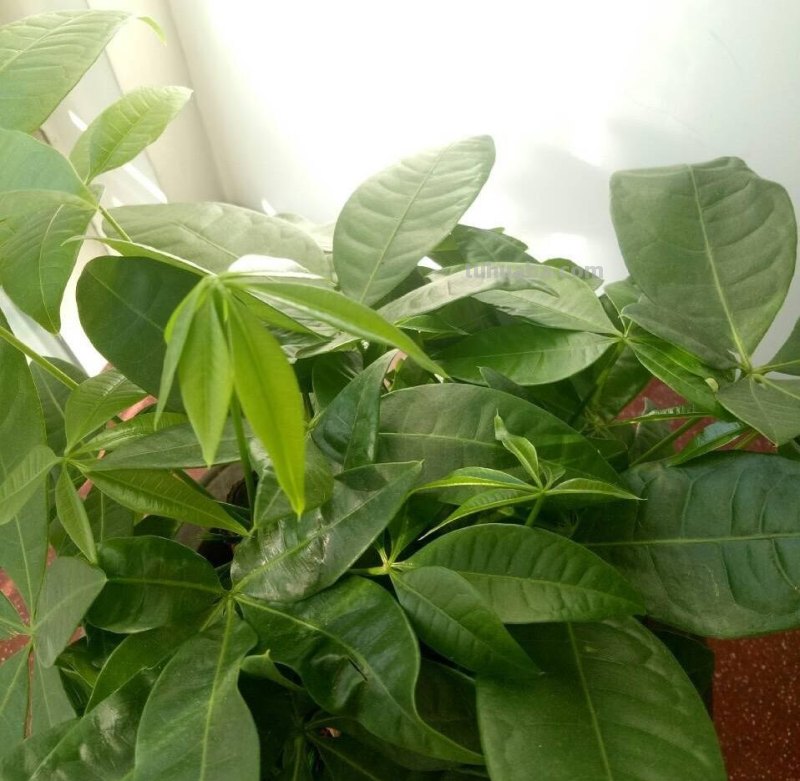 发财树这样养，叶片绿的发光、嫩叶不停冒、长的旺，要发财了