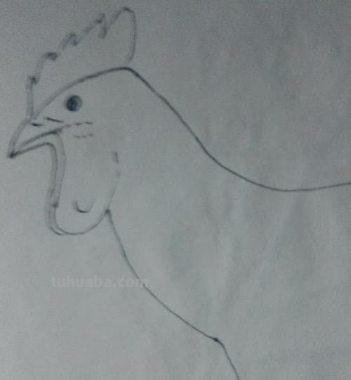 鸡的简笔画怎么画 怎样画简笔画大公鸡？