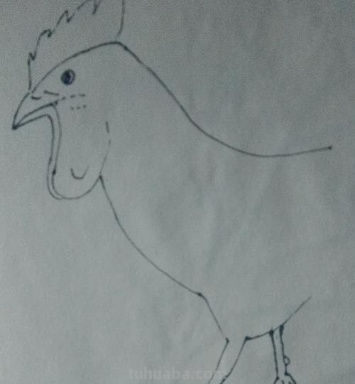 鸡的简笔画怎么画 怎样画简笔画大公鸡？