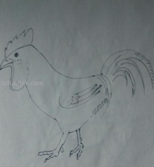 鸡的简笔画怎么画 怎样画简笔画大公鸡？