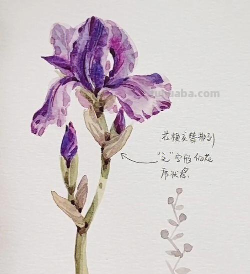 干货教程！水彩花卉不难学，只需要6步就搞定了