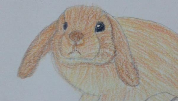 用彩铅画香蕉兔子怎么画 兔年彩铅画？