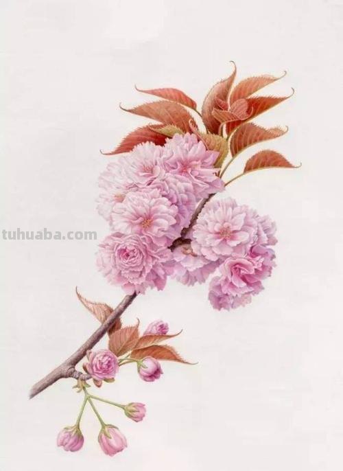 春天樱花用彩铅画怎么画 怎么用彩铅画樱花树?
