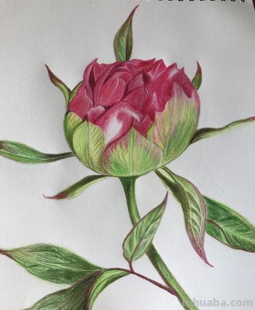 如何用彩铅画芍药花？这个教程教你画