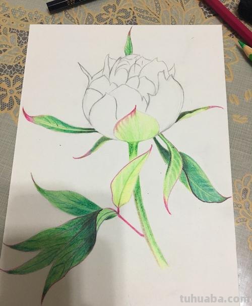 如何用彩铅画芍药花？这个教程教你画