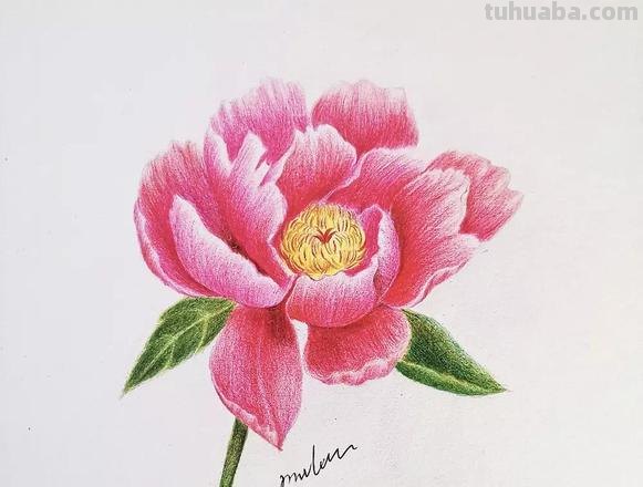 如何用彩铅画芍药花？这个教程教你画