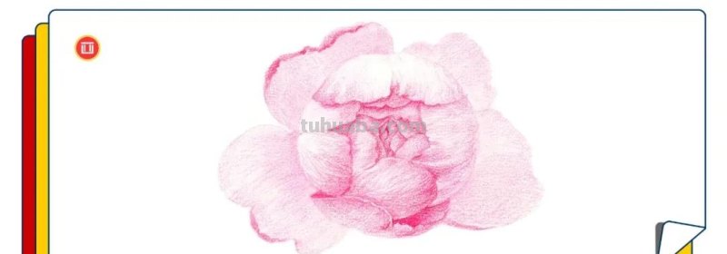 如何用彩铅画芍药花？这个教程教你画